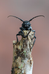 a lonhorn beetle - Dorcadion fuliginator