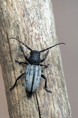 a lonhorn beetle - Dorcadion fuliginator