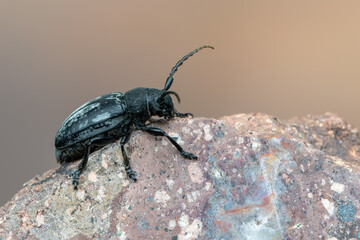 a lonhorn beetle - Dorcadion fuliginator