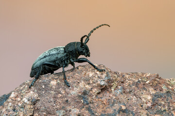 a lonhorn beetle - Dorcadion fuliginator