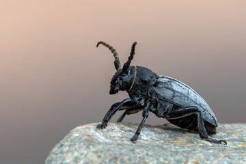 a lonhorn beetle - Dorcadion fuliginator