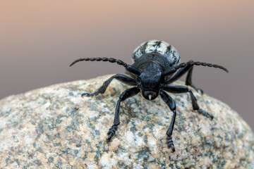 a lonhorn beetle - Dorcadion fuliginator