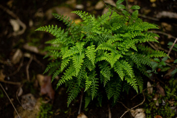 Woodland green fern with green fresh fronds