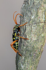 a longhorn beetle - Plagionotus arcuatus