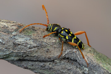 a longhorn beetle - Plagionotus arcuatus