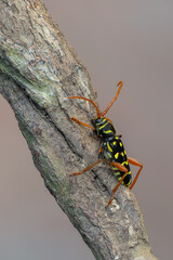 a longhorn beetle - Plagionotus arcuatus