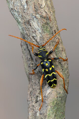 a longhorn beetle - Plagionotus arcuatus