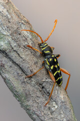 a longhorn beetle - Plagionotus arcuatus