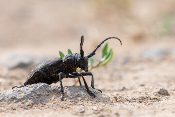 a Weaver beetle - Lamia textor