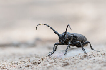 a Weaver beetle - Lamia textor
