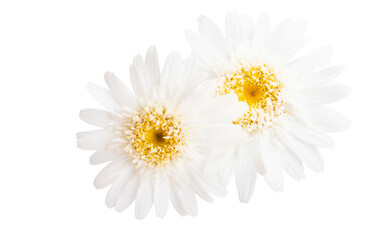 Obraz premium beautiful daisy flower isolated