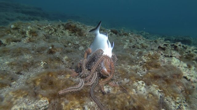  Group of fireworms eat dead fish. Bearded Fireworm (Hermodice carunculata) Underwater shot. Mediterranean Sea, Europe.