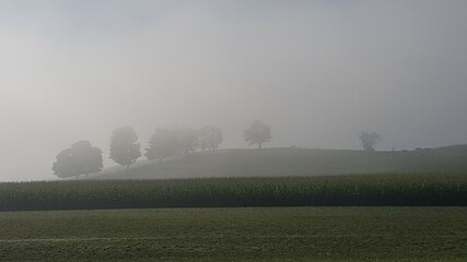 morning mist over the field