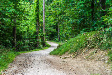 Fototapeta premium A path in the Monticolo forest full of summer greenery in Italian South Tyrol