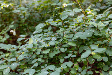 leafs with morning dew