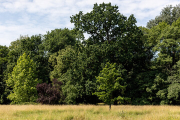 trees in the park