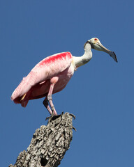 A Roseate Spoonbill lands atop a tree stump near St. Augustine, Florida