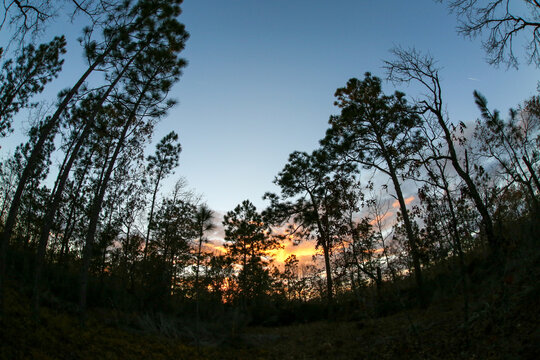 The sun sets through the tall pine trees in Melrose, Florida.
