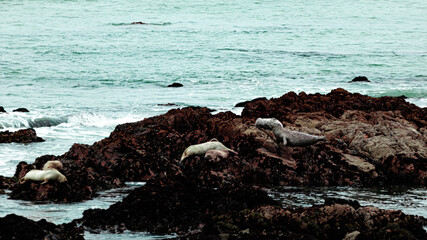 Seals lounging on rocks on the beach