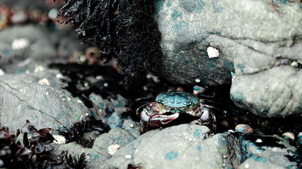 Crab in rocks