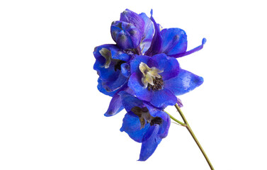 blue delphinium flowers isolated