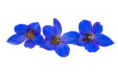 blue delphinium flowers isolated