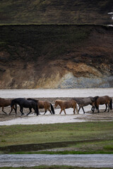 The beautiful Icelandic horse wading across a river, deep inside the central highlands of Iceland. The small, pony-sized horse has adapted to the harsh environment of the sub-arctic country.