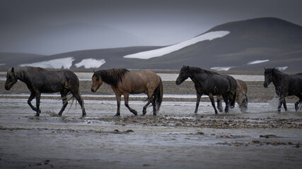 Fototapeta na wymiar The beautiful Icelandic horse wading across a river, deep inside the central highlands of Iceland. The small, pony-sized horse has adapted to the harsh environment of the sub-arctic country.