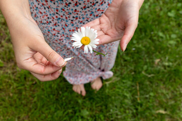 Girl divines on a chamomile. Close up of female hands tearing off daisy petals