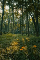 Landscape of woods in warm sunlight near Hangzhou Botanical Garden in Hangzhou, China