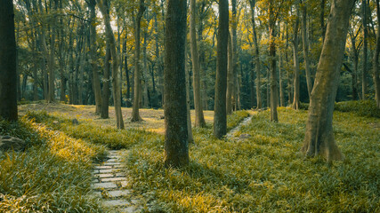 Footpath in woods in Hangzhou Botanical Garden in Hangzhou, China