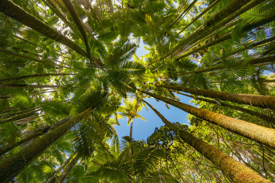 Tall Palm Trees Rise Overhead Converging Towards Blue Sky Above