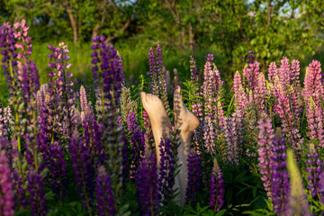 Slender legs among the lupins. Legs up in a free and summer romance concept