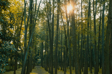 Fototapeta na wymiar Footpath in woods in Hangzhou Botanical Garden in Hangzhou, China