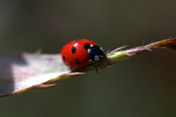 ladybird on a leaf