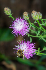 Honey bee and the brown cnapweed (lat. Centaurea jacea)