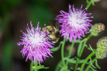 Honey bee and the brown cnapweed (lat. Centaurea jacea)