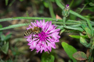 Honey bee and a pink cultivar of the cornflower (lat. Centaurea cyanus)