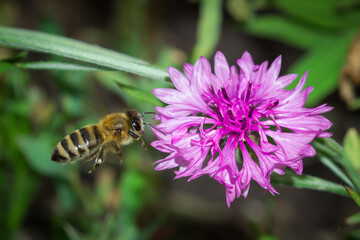 Honey bee and a pink cultivar of the cornflower (lat. Centaurea cyanus)