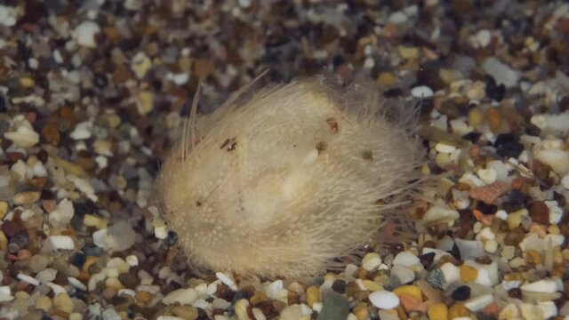 Small Sea Urchin Potato on sand eabed. Sea Potato or Common Heart Urchin (Echinocardium cordatum) Underwater shot. Mediterranean Sea, Europe.