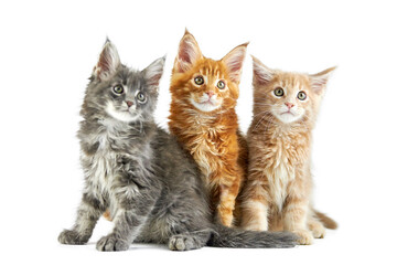 Three maine coon kittens