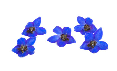 blue delphinium flowers isolated