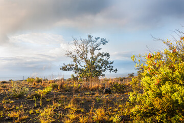 Hawaii volcanic landscape on overcast day with breaking through and illuminating ground and vegetation under cloud and smoky atmosphere.