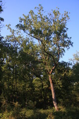 chêne dans le bois de Defens