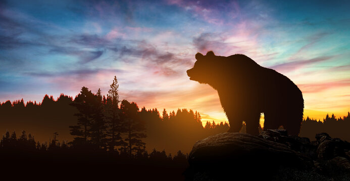 Big bear silhouette on mountains background at sunset