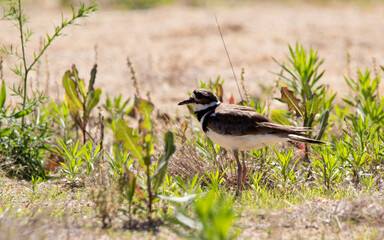 Killdeer Charadrius vociferus