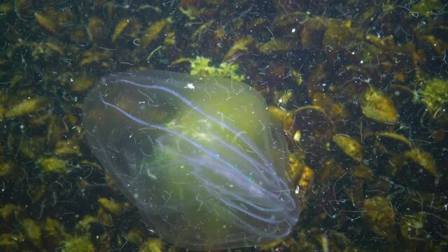 Ctenophores, comb invader to the Black Sea, jellyfish Mnemiopsis leidy. Ukraine