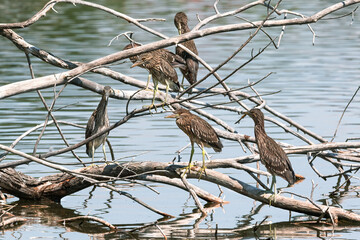 A group of Juvenile Black-crowned Night Herons perched on a cluster of partially submerged branches in a Lake