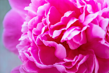 soft pink peony closeup. summer concept. soft focus