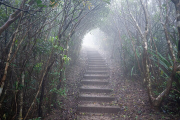 Obraz premium foggy hazy trail surrounded by trees